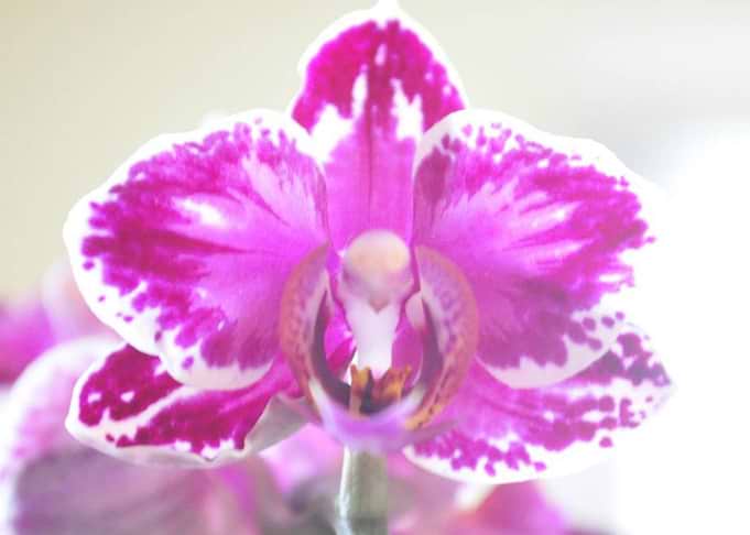 Orchid