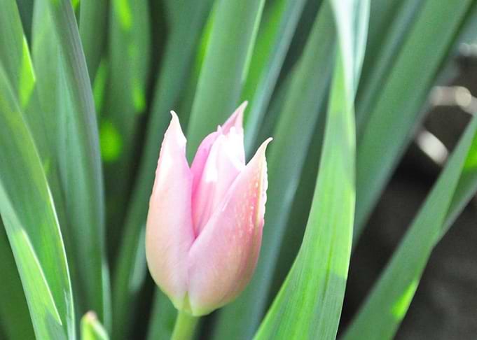 Tulip