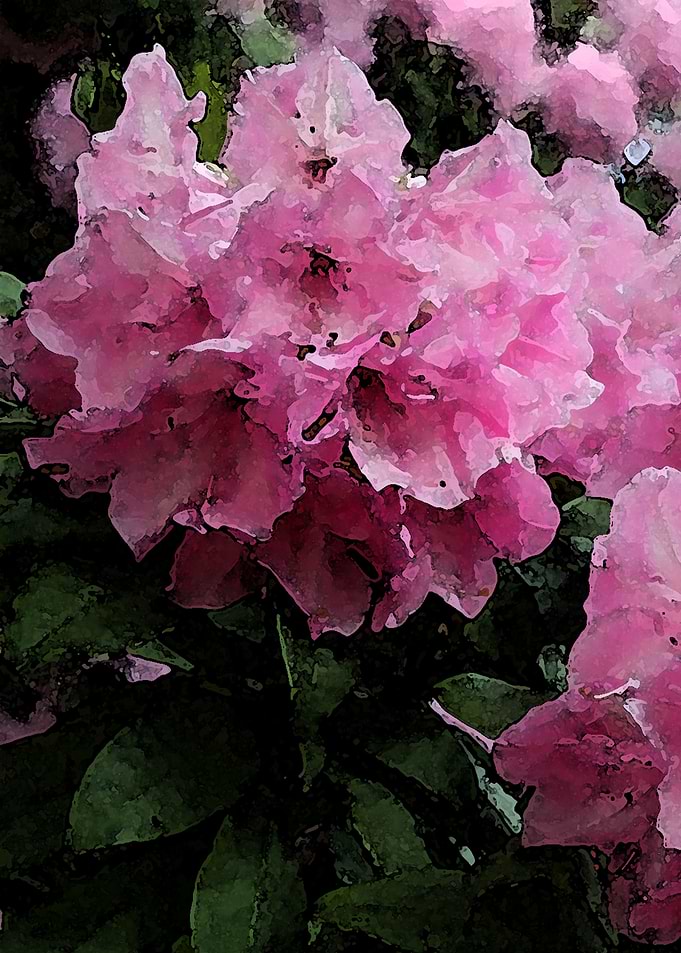 Pink water colour