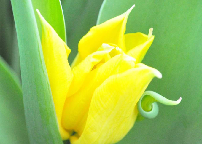 Tulip