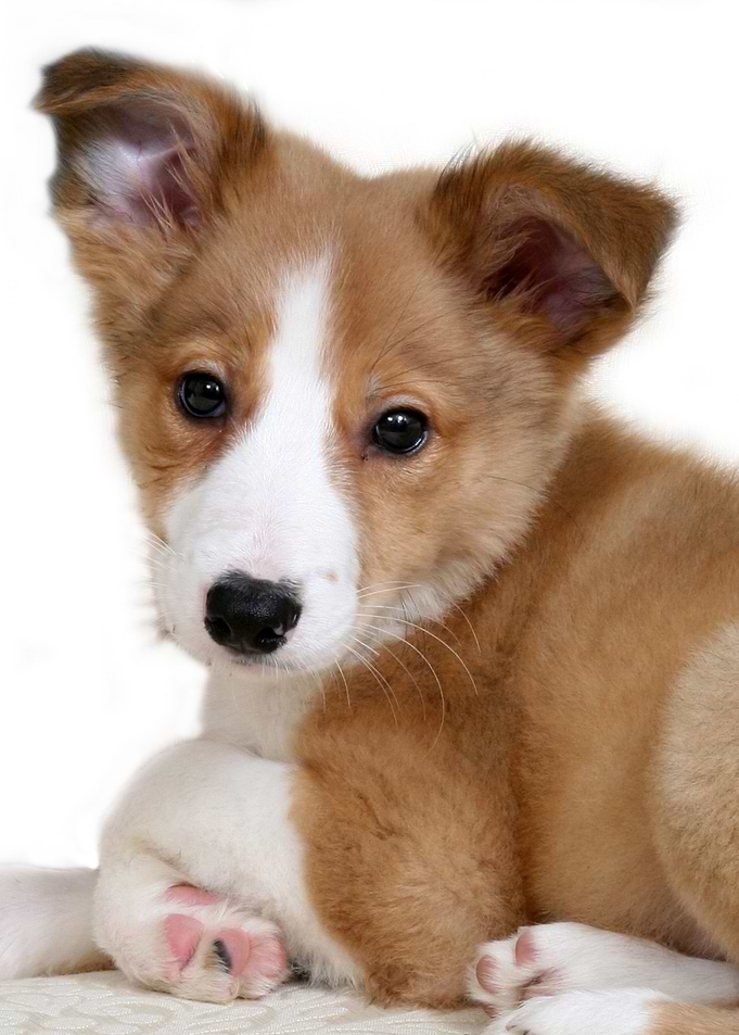 puppy