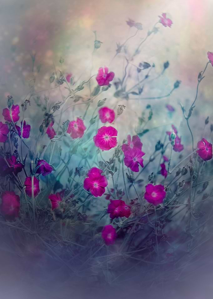 ONEIRIC FLOWERS