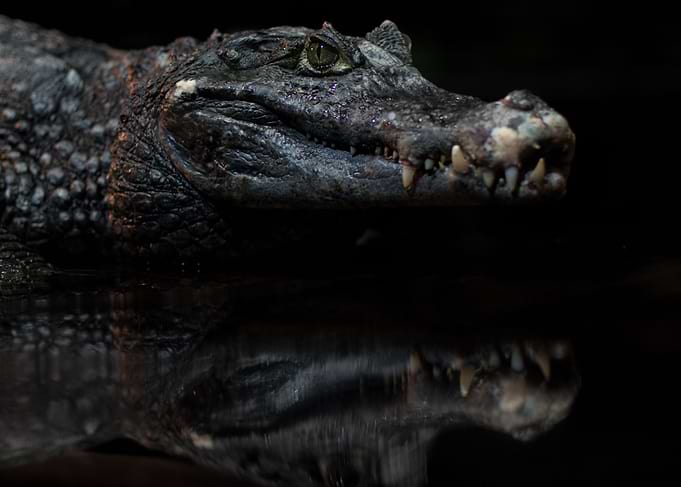 Crocodile
