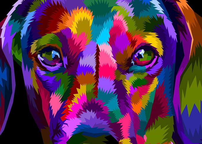 close up of Dachshund dog