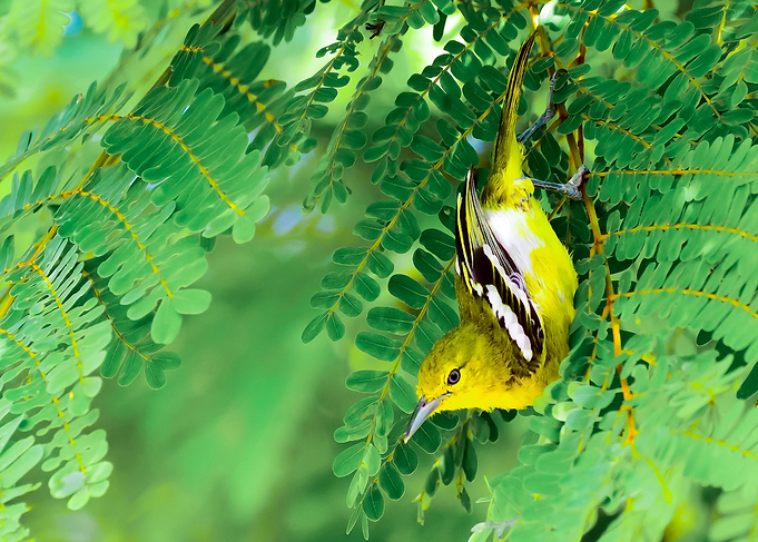 IORA