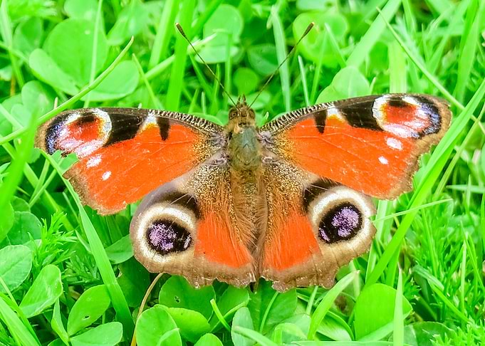 Peacock Butterfly