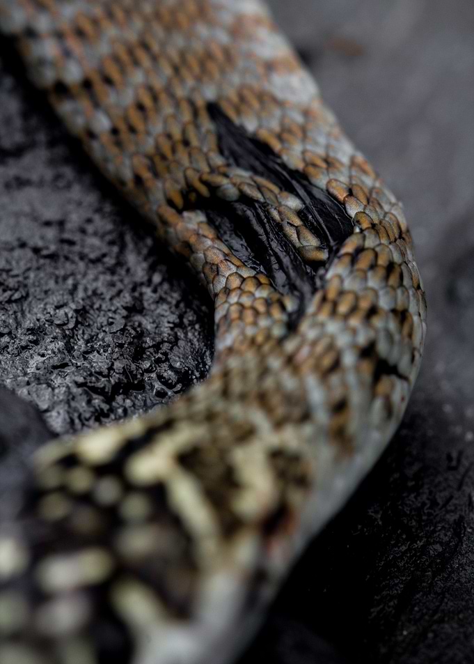 Snake