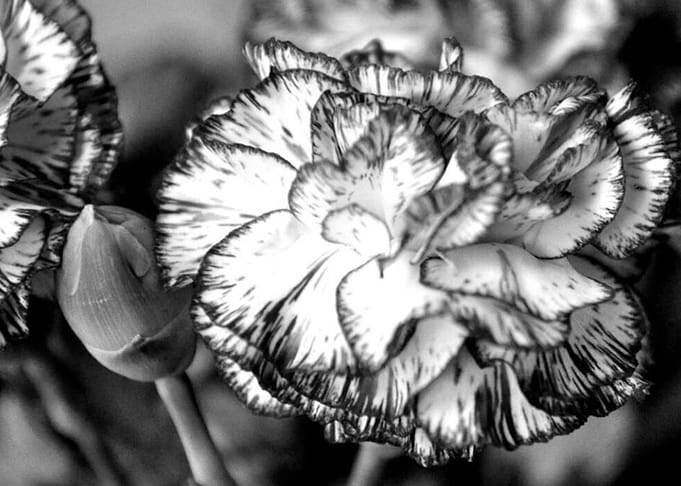 Carnation