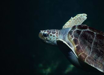 Turtle
