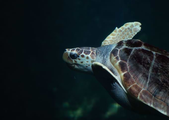 Turtle