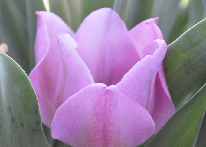 Tulip