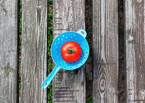 Tomato in blue colander