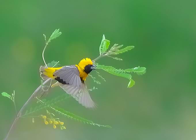 Yellow Crowned Bishop