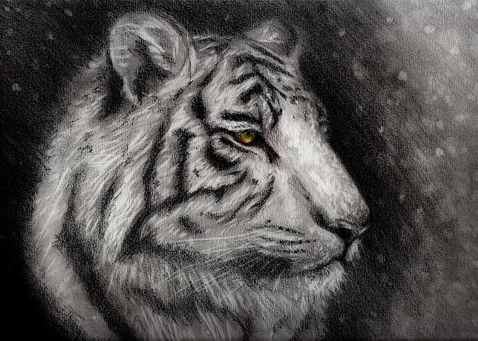 tiger