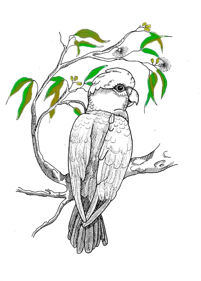 Australian Galah