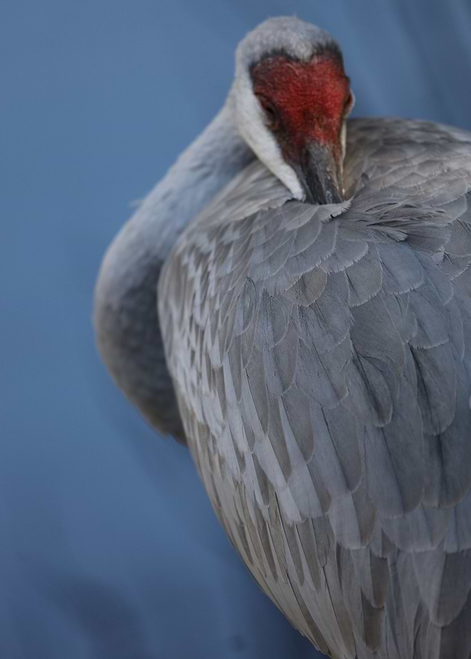 Sleeping crane