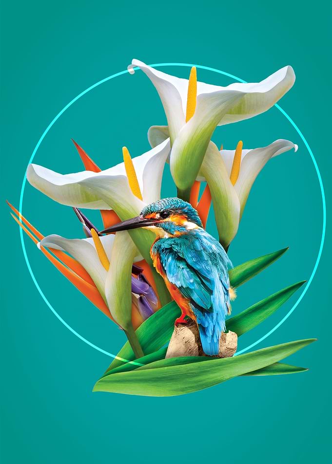 Hummingbird