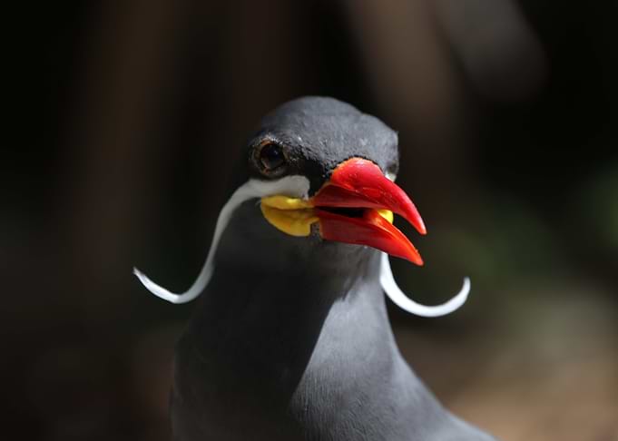 The Magnificent Mustache