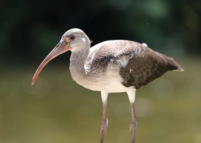 White Ibis