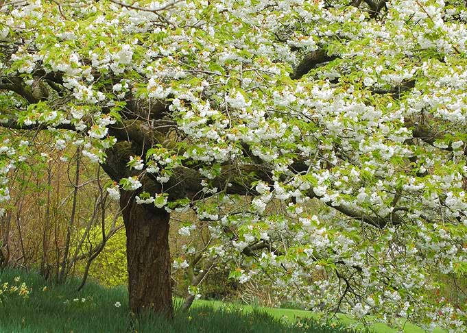 Little Blossom Tree