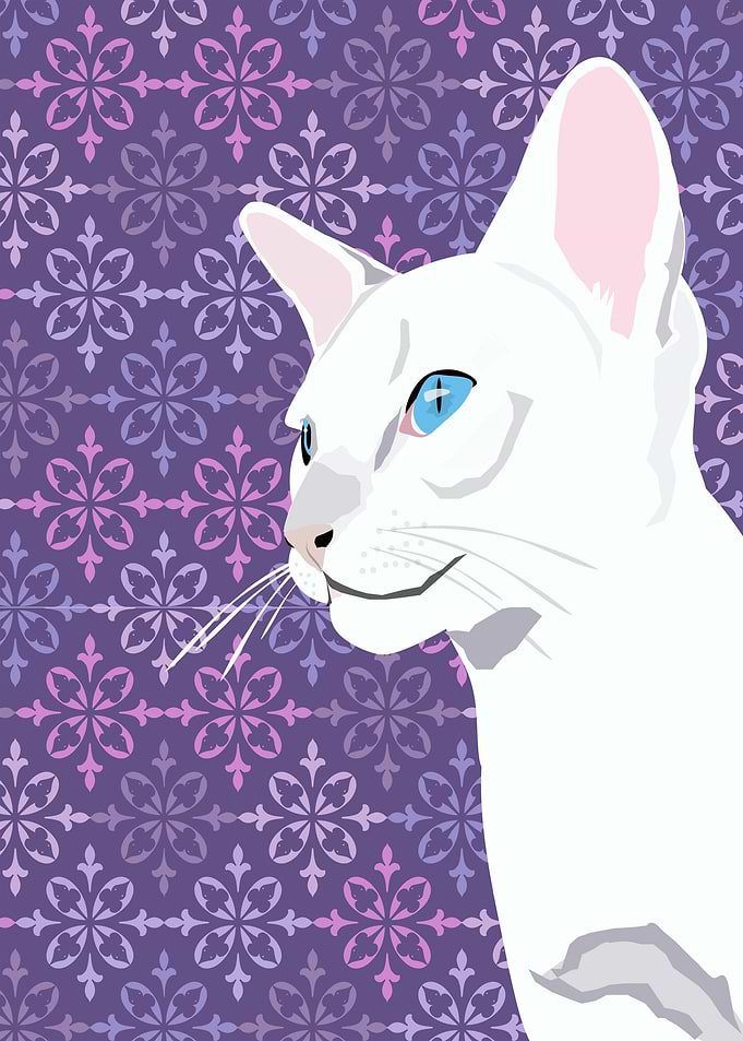 Lilac Point Siamese