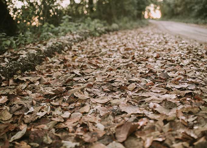 Leaves on the road