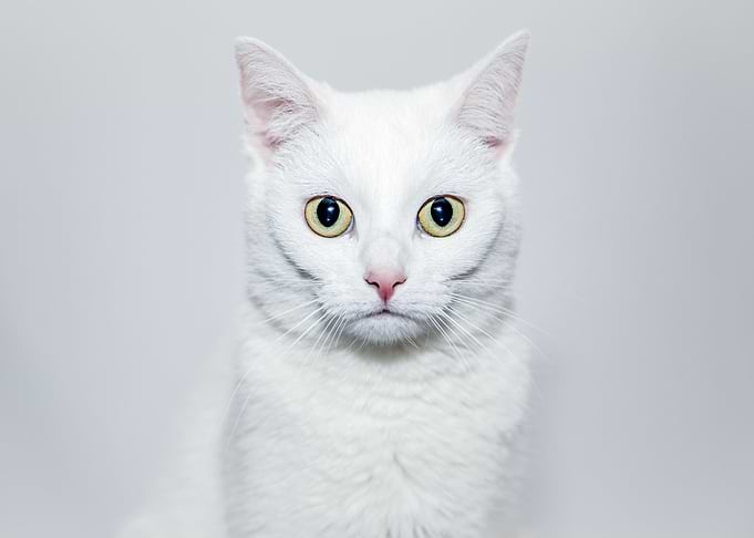 Serious Cat