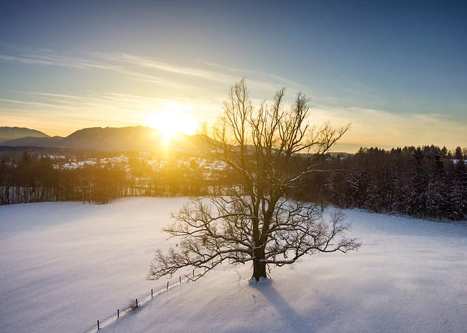Winter Tree