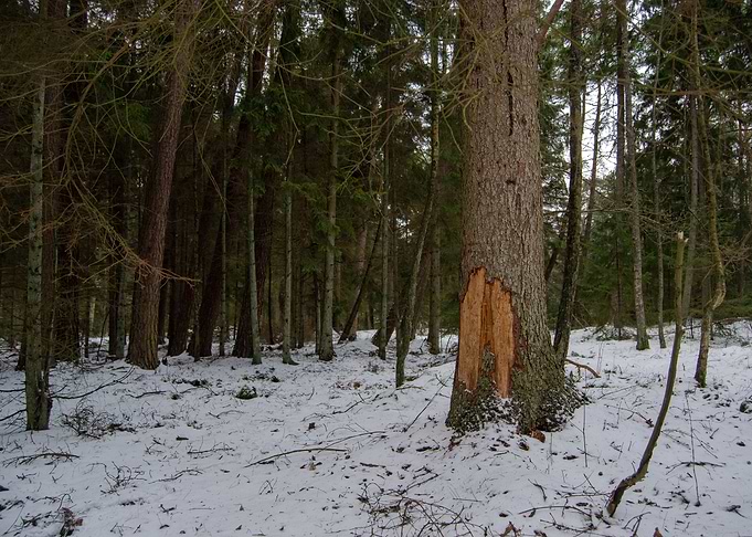 Boars Tree