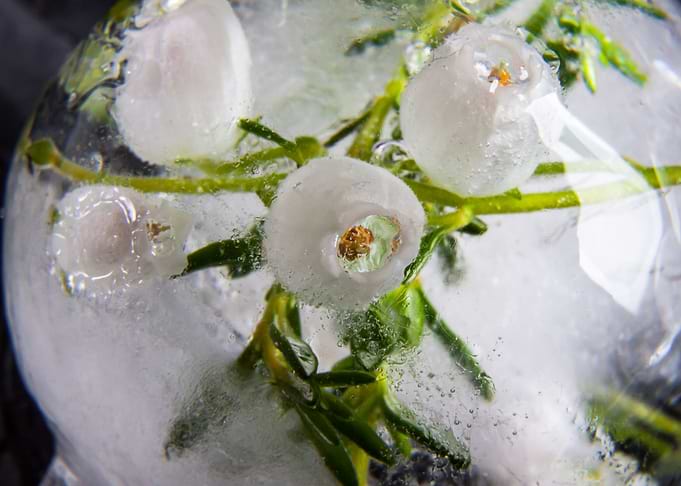 Erica in crystal clear ice