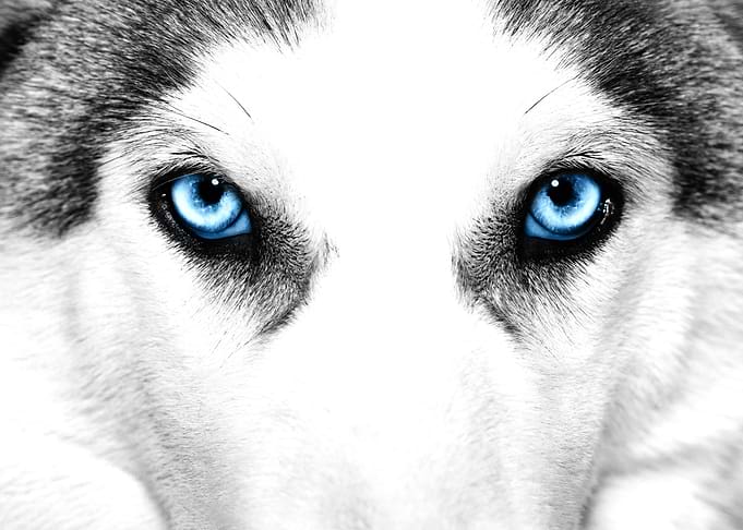 Eye
