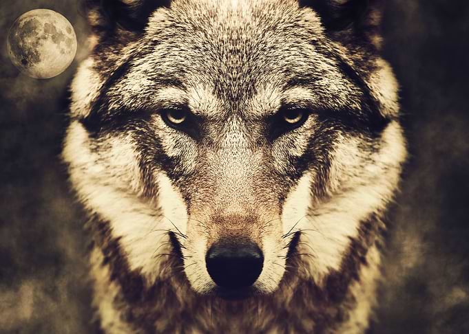 Wolf Moon