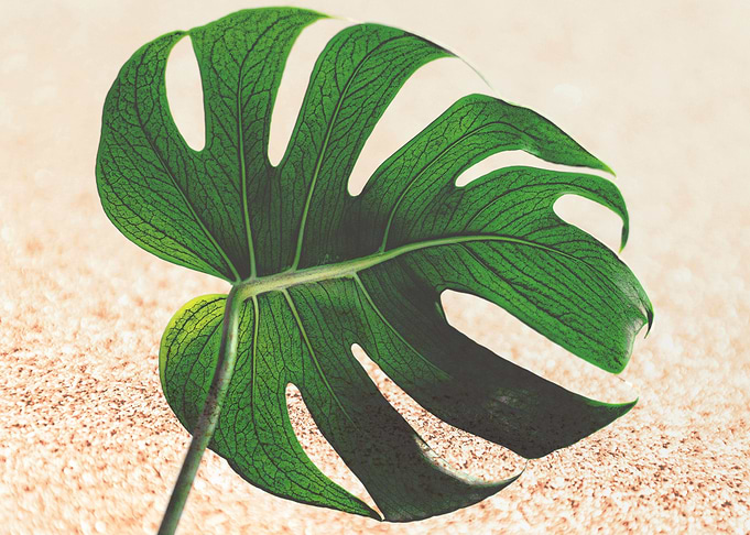 Botanical Art