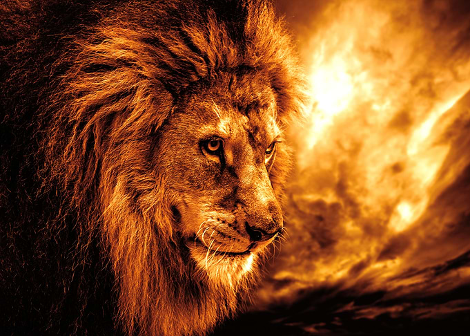 Lion