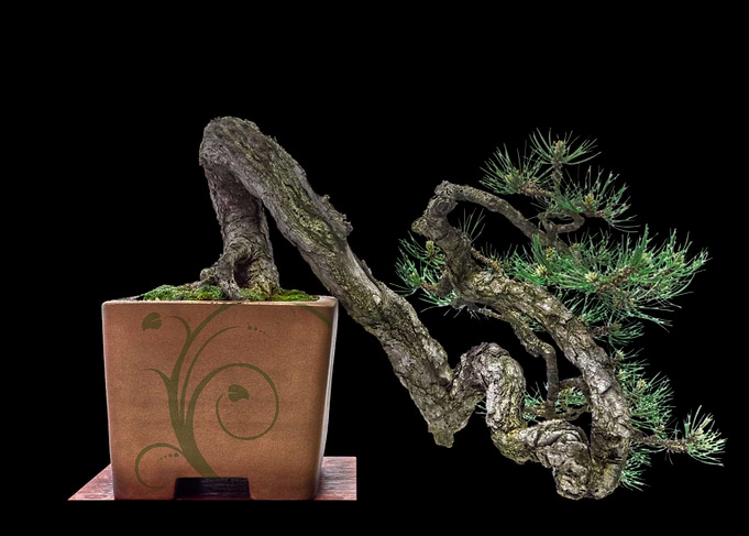 Bonsai
