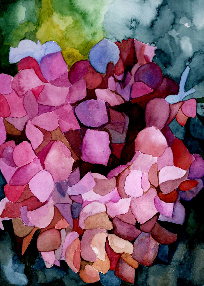 Hydrangea
