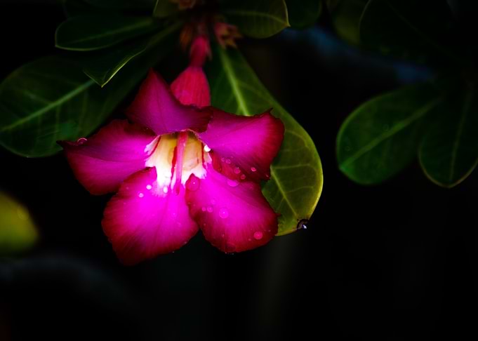 Pink Petals
