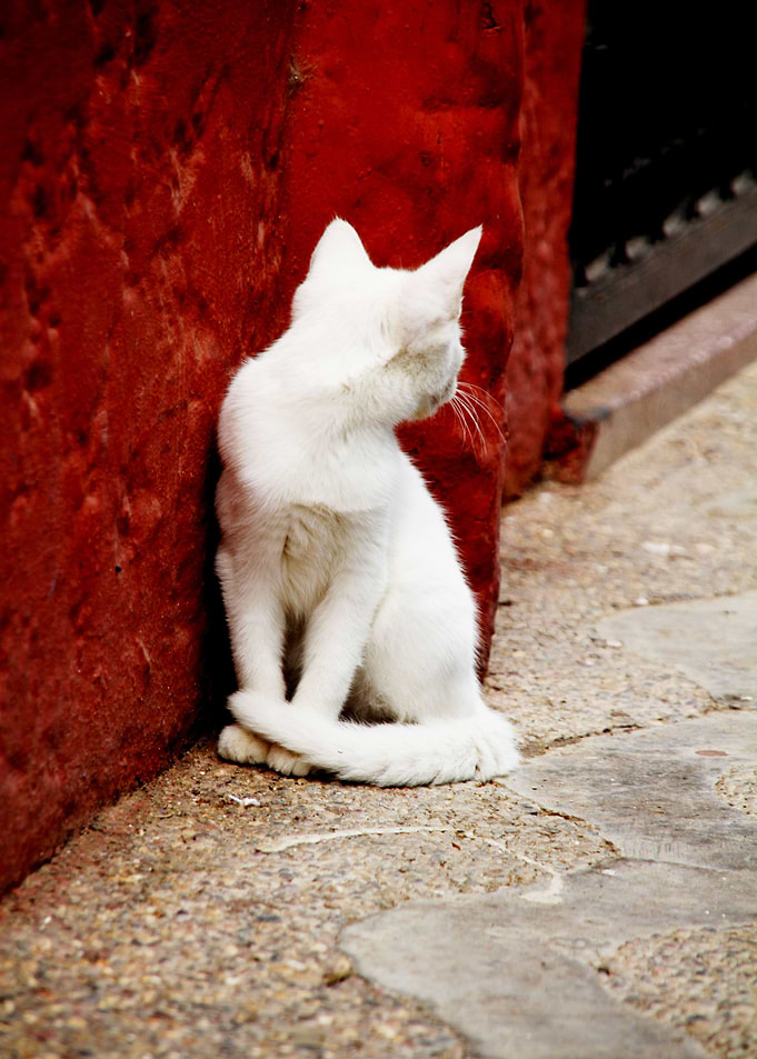 Gato