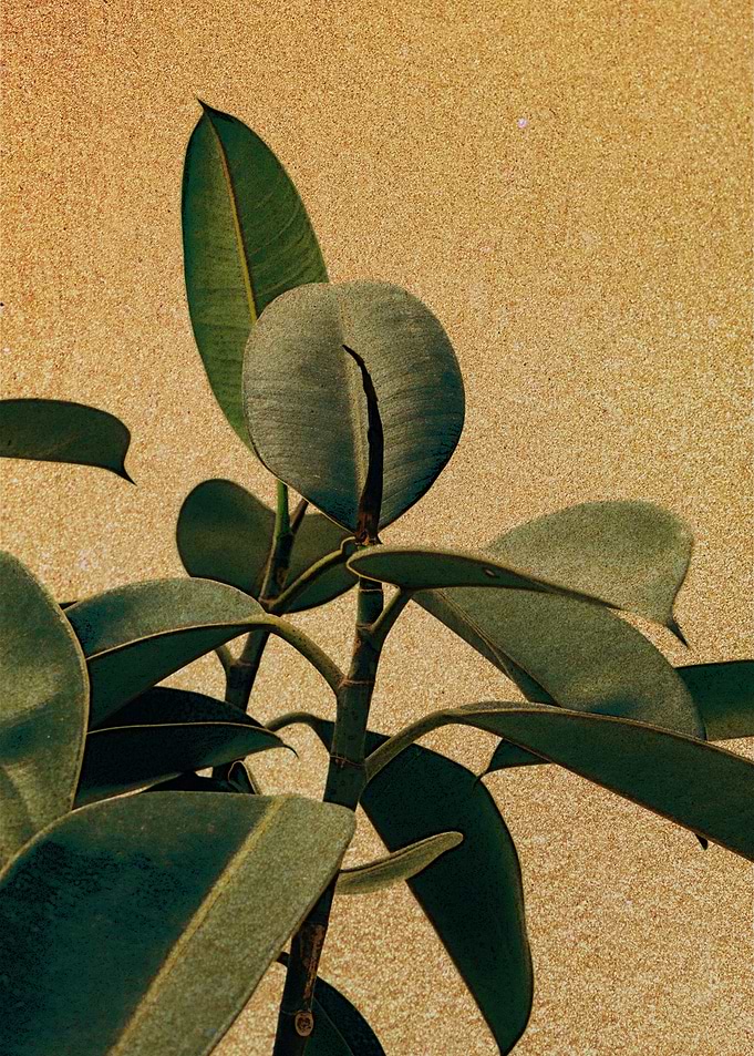 Vintage Plant Design
