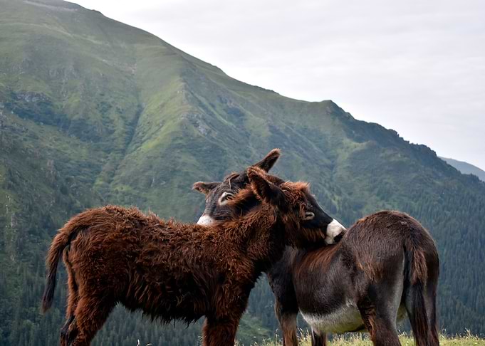 Love is in the Mountains