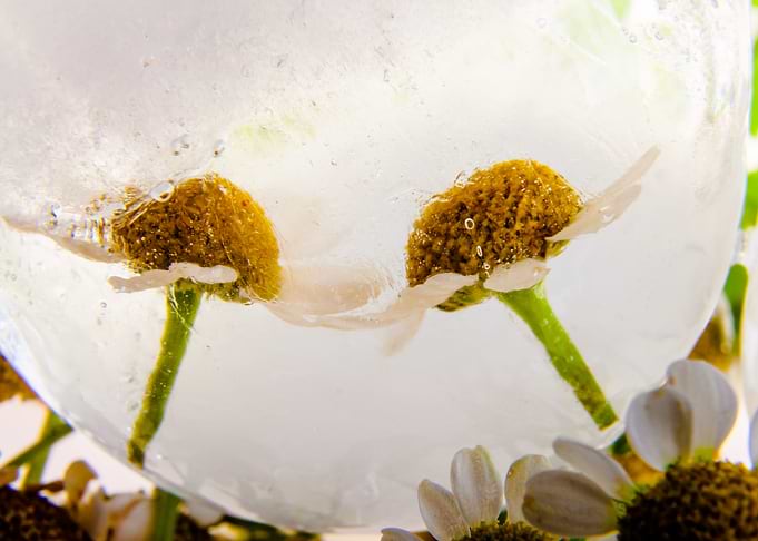 Camomille in ice 2