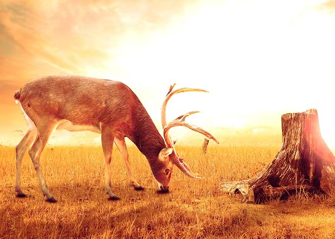 Deer