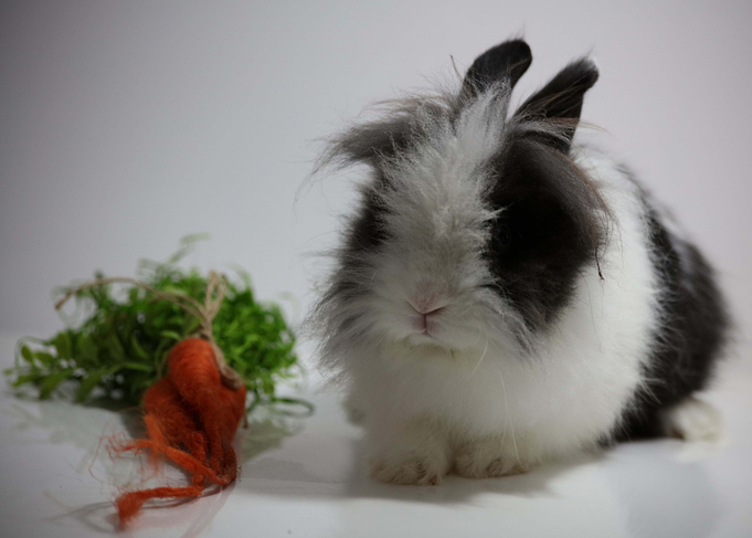 Healthy Bunny