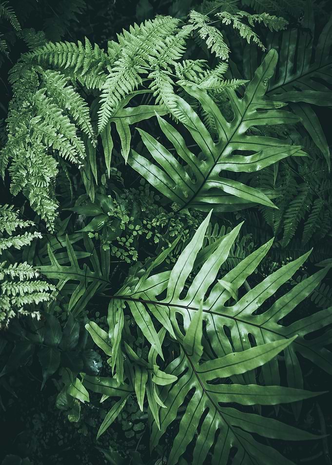 Dark Green Colorful Plants