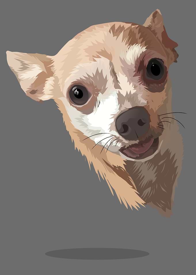 cute dog