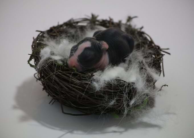 Baby Bunny