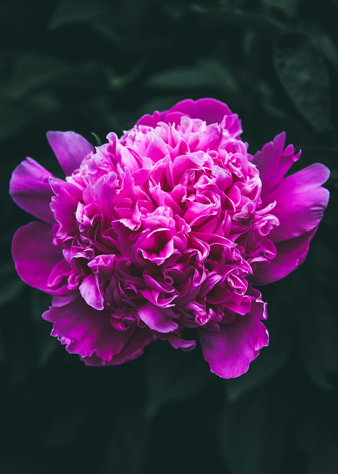 Large Peony Flower Bloom