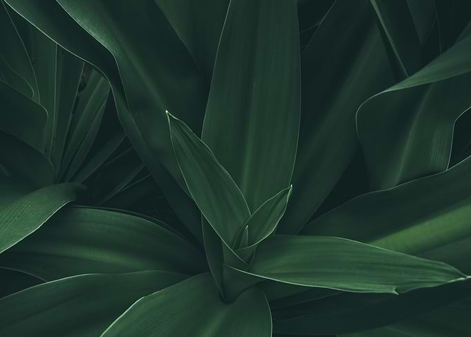 Closeup Sprouting Plant