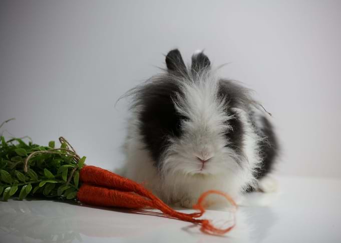 Healthy Bunny