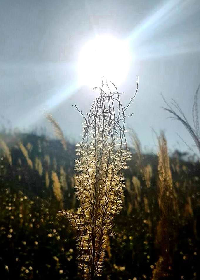 Sunshine in the morning